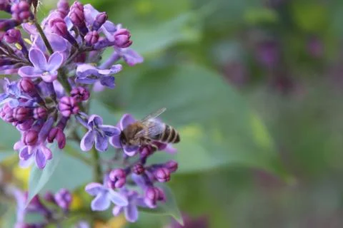 Old flower with a bee Stock Photos