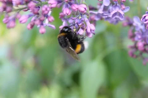 Old flower with a bee Stock Photos