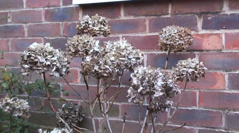 Old flower heads on Hydrangea-01 Stock-Footage 35596674