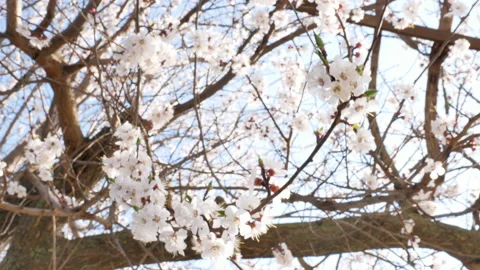 Old flowering apricot tree in spring in Kherson district, Ukraine - 4K, Handheld Stock Footage 171589637