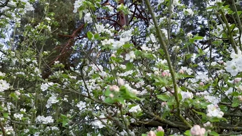 Old Flowering Fruit Tree In The Garden Blossoms And Buds On The Thin Twig Stock Footage 274453369