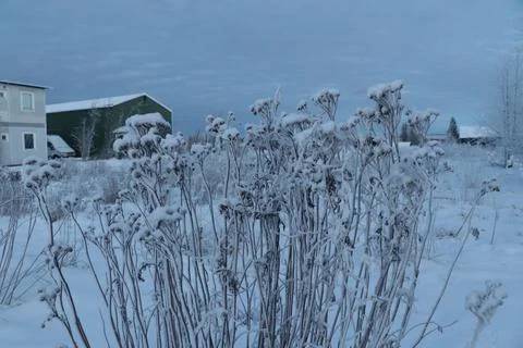 Old flowers in snow Stock Photos