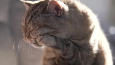 An old fluffy cat of the British breed cleans its muzzle, the cat washes its Stock Footage 265570404