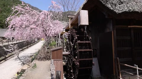 Old Folk house and cherry blossoms in Japan Stock Footage 308203452