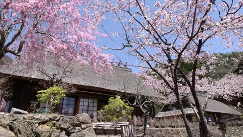 Old Folk house and cherry blossoms in Japan Stock Footage 308203471