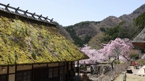Old Folk house and cherry blossoms in Japan Stock Footage 308203488