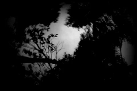Old footage 13- Spinning tree Stock Footage 452715