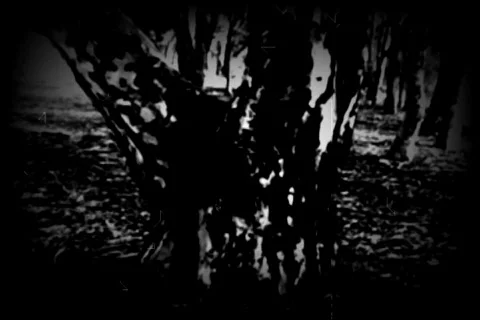 Old footage 26- tree Stock Footage 452824