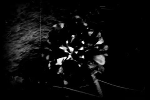 Old footage 4- Pine cone 2 Stock Footage 452657