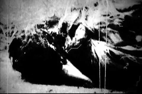 Old Footage- Dead Bird II Stock Footage
