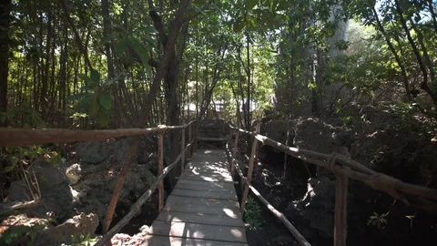 Old footbridge in a dense forest Stock Footage 85772466