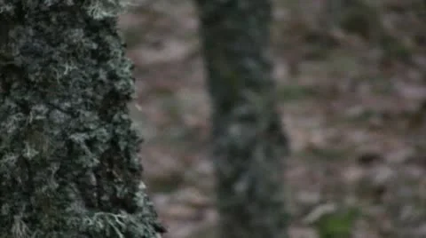 Old Forest 02 库存影片 10744511