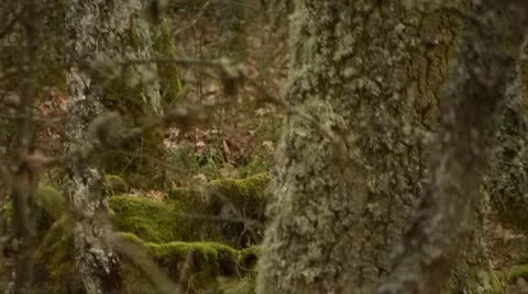 Old Forest 03 库存影片 10744570