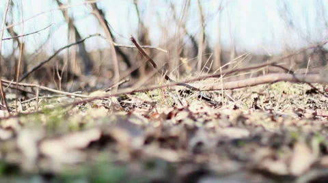 Old Forest 2 Stock Footage 39376858