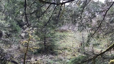 Old forest above volcanic moss covered rock spiral fast flowing river Vídeos de archivo 76504556