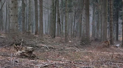 Old forest in Bieszczady Mountains. Stock-Footage 61794900