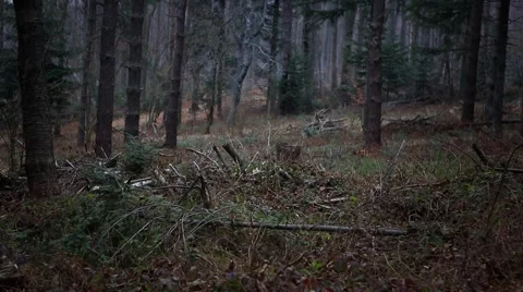 Old forest in Bieszczady Mountains. Stock-Footage 61795604