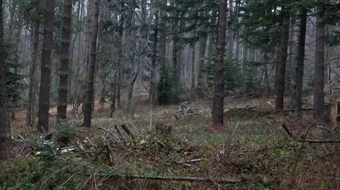 Old forest in Bieszczady Mountains. Vidéo 61795605