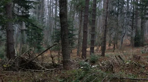 Old forest in Bieszczady Mountains. Stock-Footage 61795606