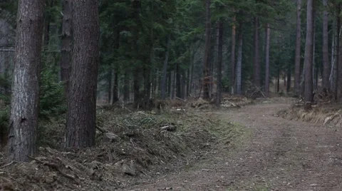 Old forest in Bieszczady Mountains. Little snow falling. Stock-Footage 61796751