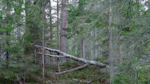An old forest with big old trees A large fallen tree. Stock Footage 258608847