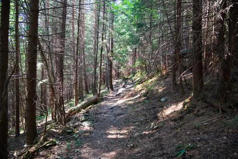 Old forest in the Carpathian mountains Stock Photos