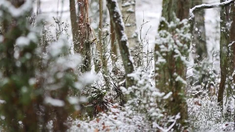 Old forest covered in snow.  Stock-Footage 70759237