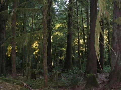Old Forest Draped in Moss Stock Photos