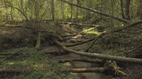 Old forest with fallen trees on ground and in swampy river Video stock 112539250