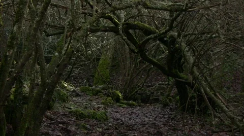 Old Forest Stock Footage 602299
