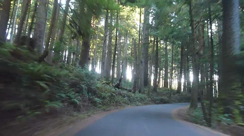 Old Forest Growth Road Stock Footage 34261037