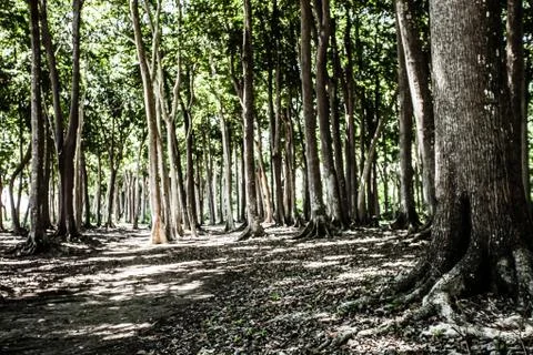 Old forest in india Stock Photos