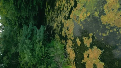 Old forest lake Stock Footage 206332652