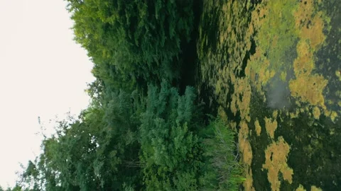 Old forest lake Stock Footage 207738657