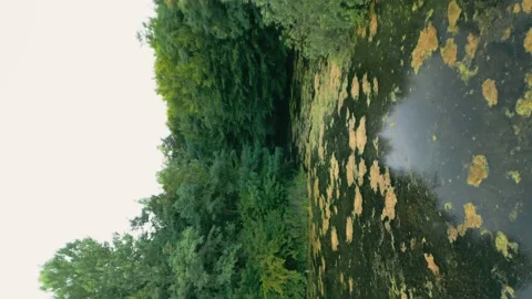 Old forest lake Video stock 208604847