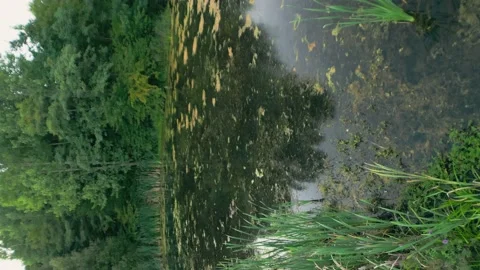 Old forest lake Stock Footage 208926189