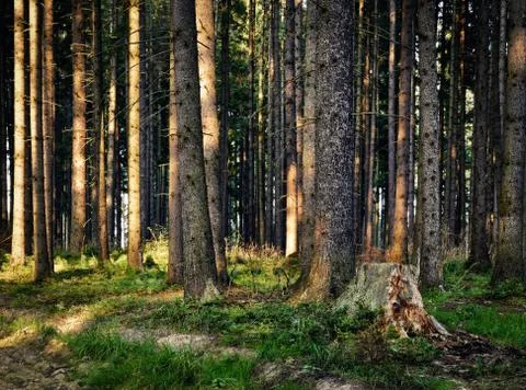 The old forest last rays of light Stock Photos