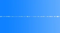 OLD FOREST MORNING CHORUS Sound Effect