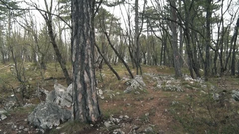 The old forest on the mountain 스톡 동영상 93342453