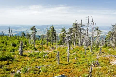 Old forest in mountains Stock-Fotos