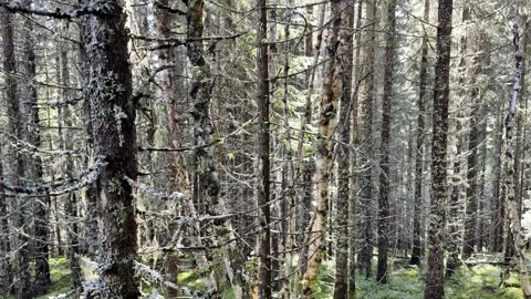 Old forest in Norway Stock Footage 317246251