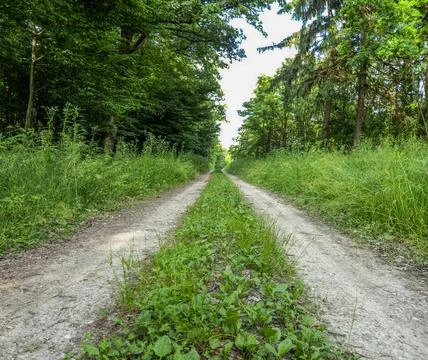 Old forest path Stock Photos