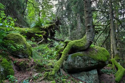 Old forest Foto stock