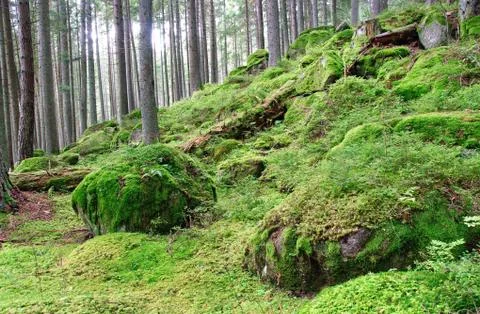 Old forest Foto stock