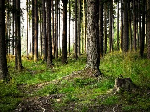 In the old forest Stock Photos