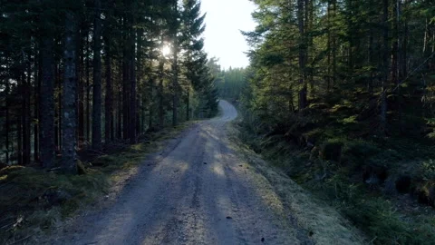 Old forest road Stock Footage 166087269