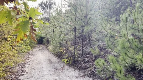 Old forest road in the mountains, autumn forest, subtropics. Stock Footage 330498570