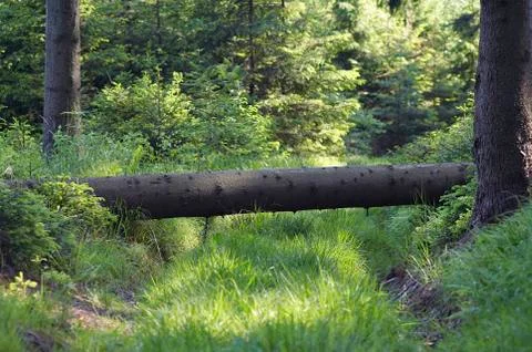 Old forest road Fotos de archivo