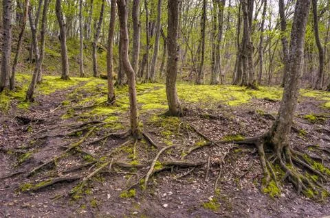 Old forest at spring. Fotos Stock