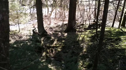 The old forest. With spring water. 85 Video stock 106252358